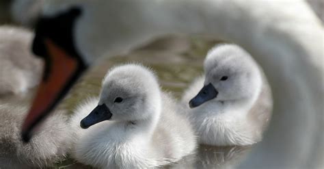 Editors Note Steven A. . Cons and cygnets nyt